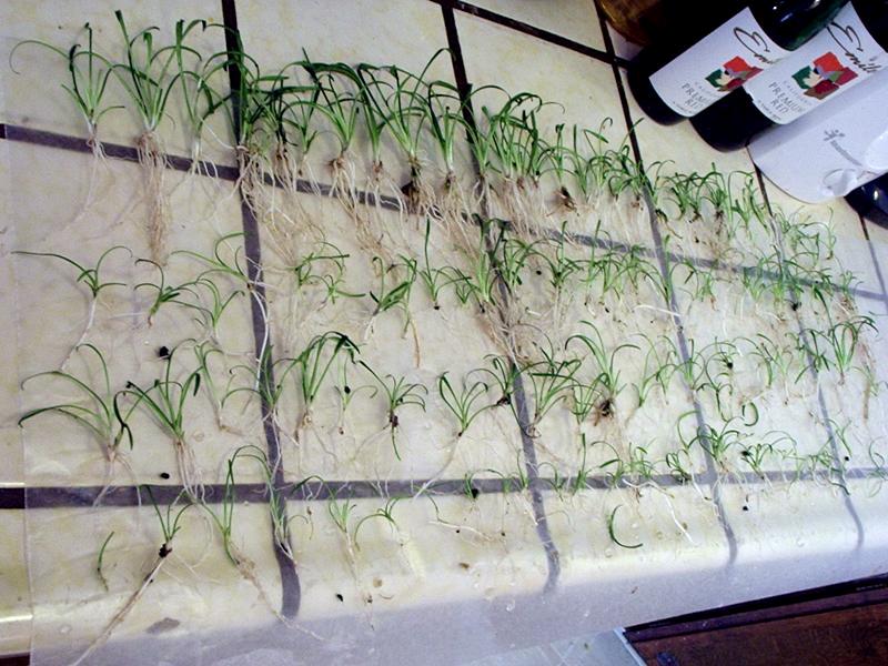 c. parva propagating Aquatic Plant Forum